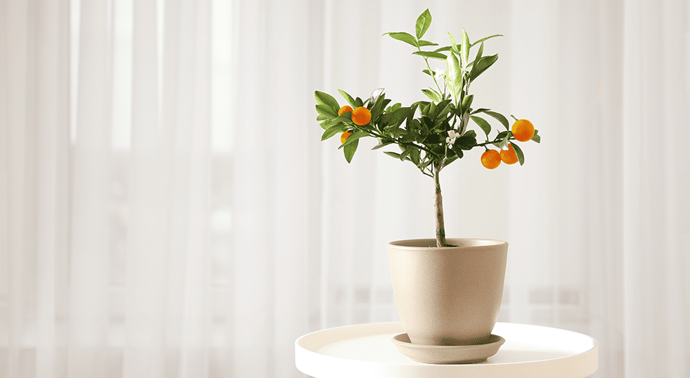 Kako se brinuti za biljke citrusa